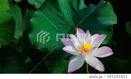 蓮の花 蓮の花 105265051