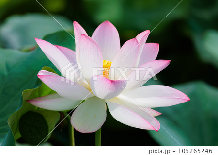 蓮の花 105265246