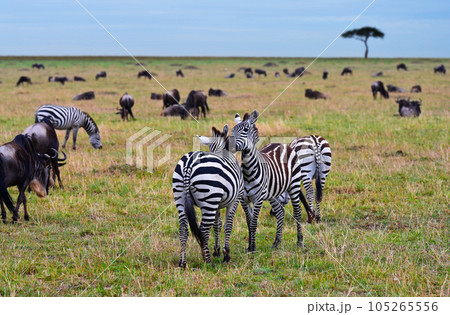 Herd of African zebras and wildebeest grazing Herd of African zebras and wildebeest grazing 105265556