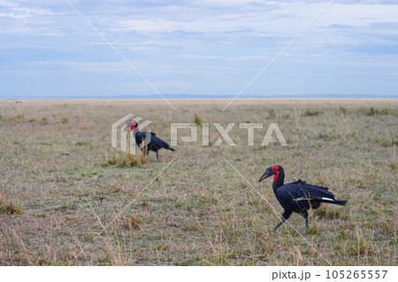 Southern ground hornbill (Bucorvus cafer) Southern ground hornbill (Bucorvus cafer) 105265557