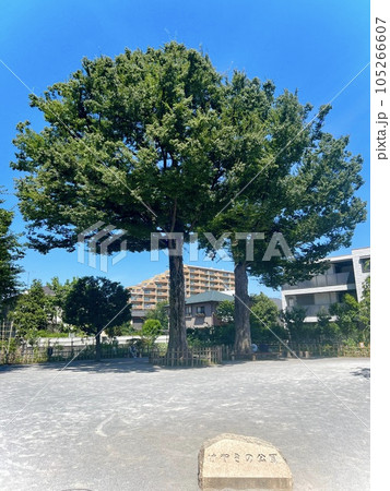 青空のけやき公園 青空のけやき公園 105266607