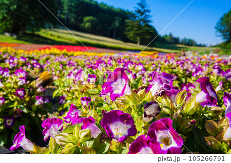 一面の花畑 一面の花畑 105266791