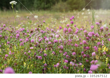 Blooming red clover in the meadow, Trifolium flowers, selected focus. 105267512