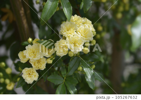 Lady Banks rose 105267632