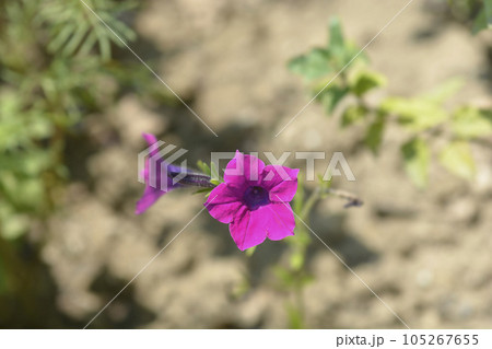 Violet petunia Violet petunia 105267655