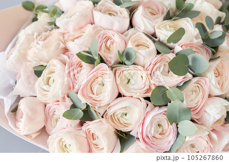 Persian buttercup in womans hands. Bunch pale pink ranunculus flowers with green eucalyptus. The work of the florist at a flower shop 105267860