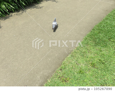 公園の遊歩道を散歩中の鳩 105267890