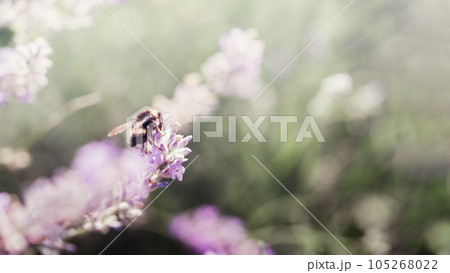 Honey bee pollinates lavender flowers. Plant decay with insects., sunny lavender. Lavender flowers in field. Soft focus, Close-up macro image with blurred background. 105268022