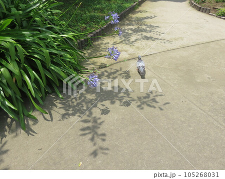 アガパンサスが咲く公園の遊歩道を散歩中の鳩 アガパンサスが咲く公園の遊歩道を散歩中の鳩 105268031