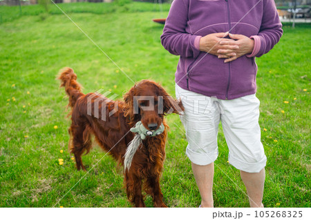 Lawn mover on green grass in modern garden. Machine for cutting lawns. Lawn mover on green grass in modern garden. Machine for cutting lawns. 105268325