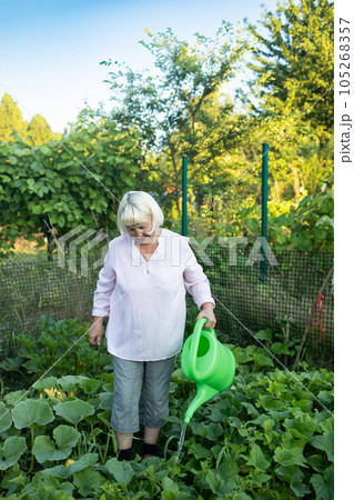 Positive woman gardening in plantation. Watering with watering can plants Positive woman gardening in plantation. Watering with watering can plants 105268357