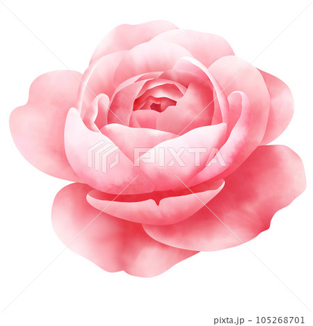 ping rose watercolor illustration のイラスト素材 [105268701] - PIXTA
