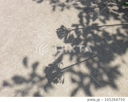 地面に映る花と樹木の葉の影 地面に映る花と樹木の葉の影 105268750