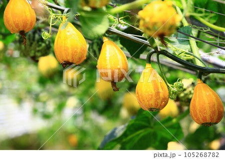 カボチャ かぼちゃ 南瓜 105268782