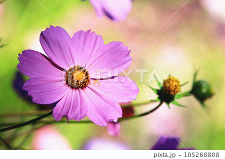 菊 キク 菊の花 105268808