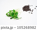 Sunflower microgreens on a white background. 105268982