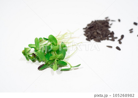 Sunflower microgreens on a white background. 105268982