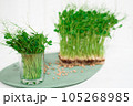 Microgreen peas in a glass. Healthy food concept. 105268985