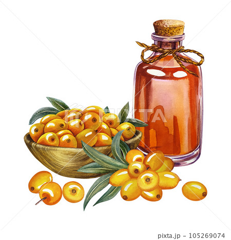 Sea buckthorn berries in a wooden bowl and sea buckthorn oil in a glass bottle. Watercolor hand drawn illustration. Isolate on white background. For cosmetology, pharmaceuticals, food industry. Sea buckthorn berries in a wooden bowl and sea buckthorn oil in a glass bottle. Watercolor hand drawn illustration. Isolate on white background. For cosmetology, pharmaceuticals, food industry. 105269074