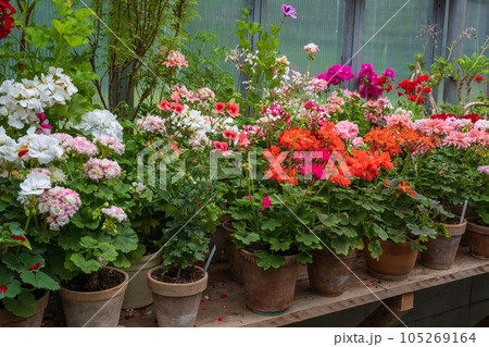 many different colors of geraniums in a greenhouse on a shelf. concept of greenhouse plants. nice hobby, gardening. many different colors of geraniums in a greenhouse on a shelf. concept of greenhouse plants. nice hobby, gardening. 105269164