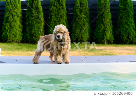 Dog standing at the edge of swimming pool. 105269400