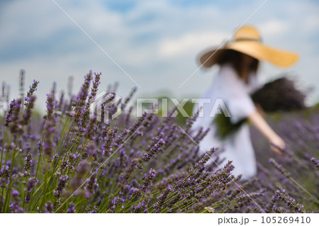 Girl in a white dress with a bouquet of fresh lavender on a lavender field. Girl in a white dress with a bouquet of fresh lavender on a lavender field. 105269410