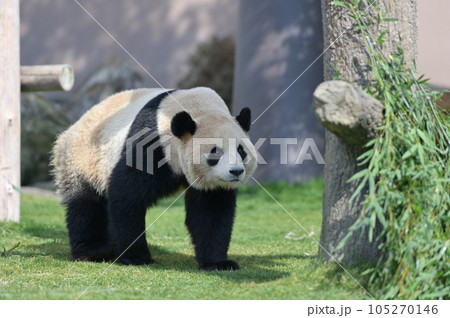 お散歩中の梅浜 お散歩中の梅浜 105270146