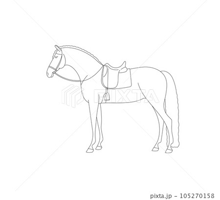 Beautiful horse saddled for training Beautiful horse saddled for training 105270158