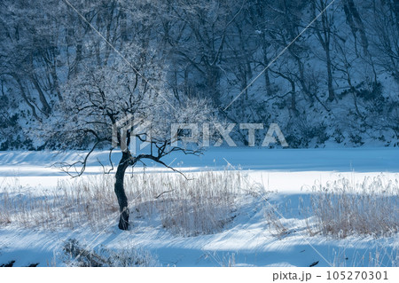 里山に降りた霜　（蒜山高原） 105270301