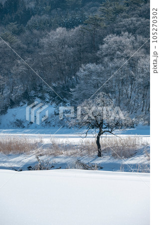 里山に降りた霜　（蒜山高原） 105270302