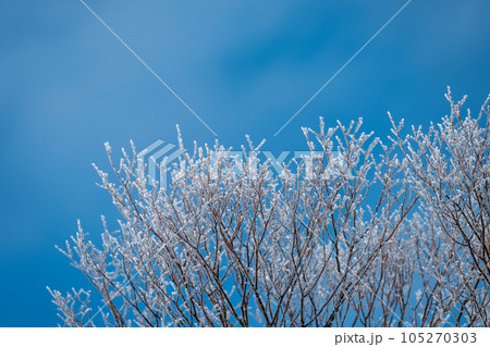 里山に降りた霜　（蒜山高原） 105270303