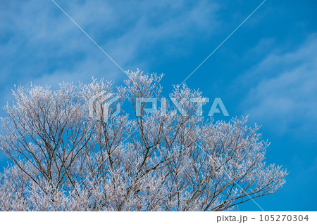 里山に降りた霜　（蒜山高原） 105270304
