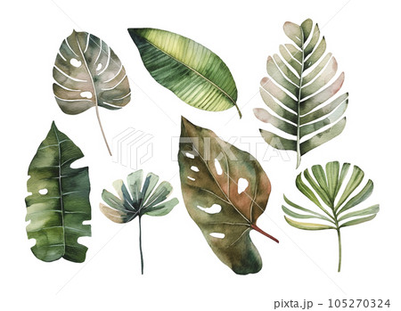 Watercolor set of green tropical and leaves, hand painted. 105270324