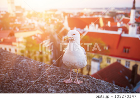 Tallinn and sea gull Tallinn and sea gull 105270347