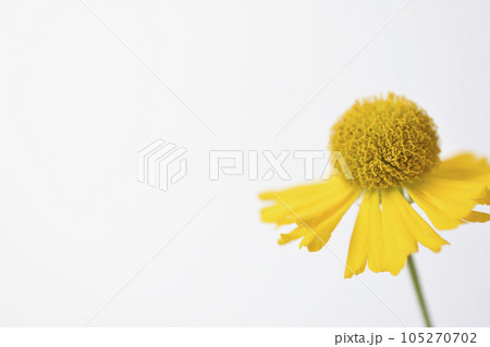 団子菊 団子菊 105270702
