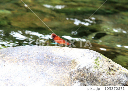 川の中の石にとまった川トンボ、 川の中の石にとまった川トンボ、 105270871