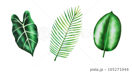 Watercolor set of realistic tropical leafs. Illustration of monstera, caladium alocasia and palm leafsisolated on white background. Beautiful botanical hand painted floral elements. For designers, spa 105271048