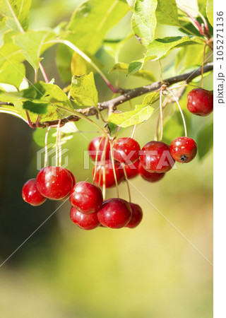ズミの実　滝野すずらん丘陵公園　札幌市 105271136
