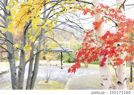 石山緑地の秋　札幌市 105271160