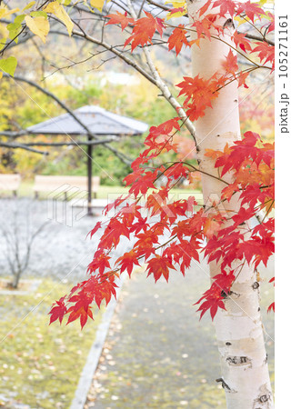 石山緑地の秋　札幌市 105271161