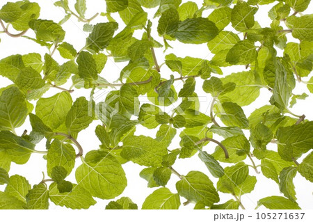 スペアミント（ハーブ） 105271637