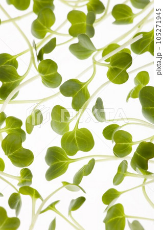 カイワレ大根 105271945