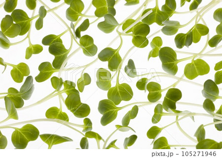 カイワレ大根 105271946