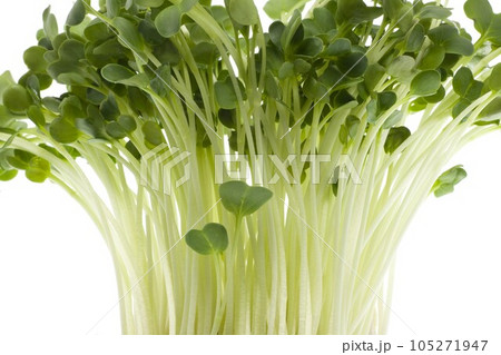 カイワレ大根 105271947