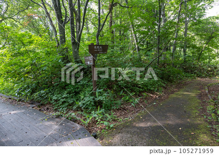 夏の志賀高原 一池周辺のハイキングコース 夏の志賀高原 一池周辺のハイキングコース 105271959