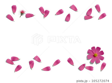 舞い散る赤いコスモスの花びら、透明背景の切抜き素材 105272074