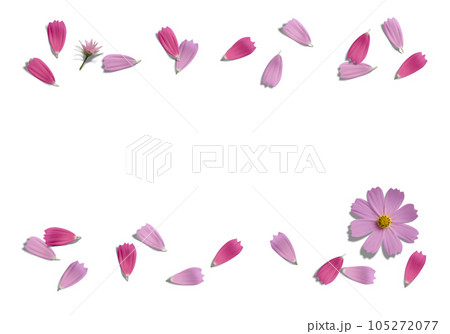 舞い散る赤とピンクのコスモスの花びら、透明背景の切抜き素材 105272077