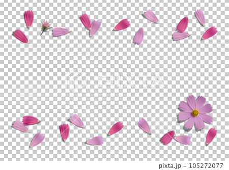 舞い散る赤とピンクのコスモスの花びら、透明背景の切抜き素材 105272077