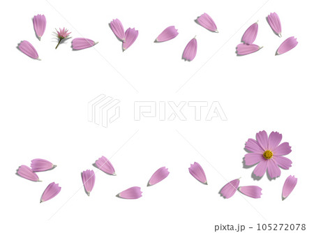 舞い散るピンクのコスモスの花びら、透明背景の切抜き素材 105272078