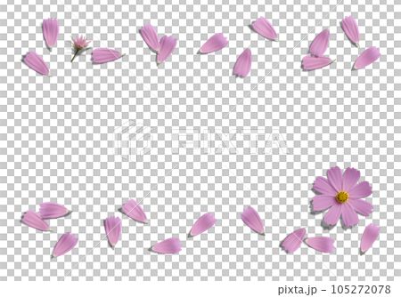舞い散るピンクのコスモスの花びら、透明背景の切抜き素材 105272078